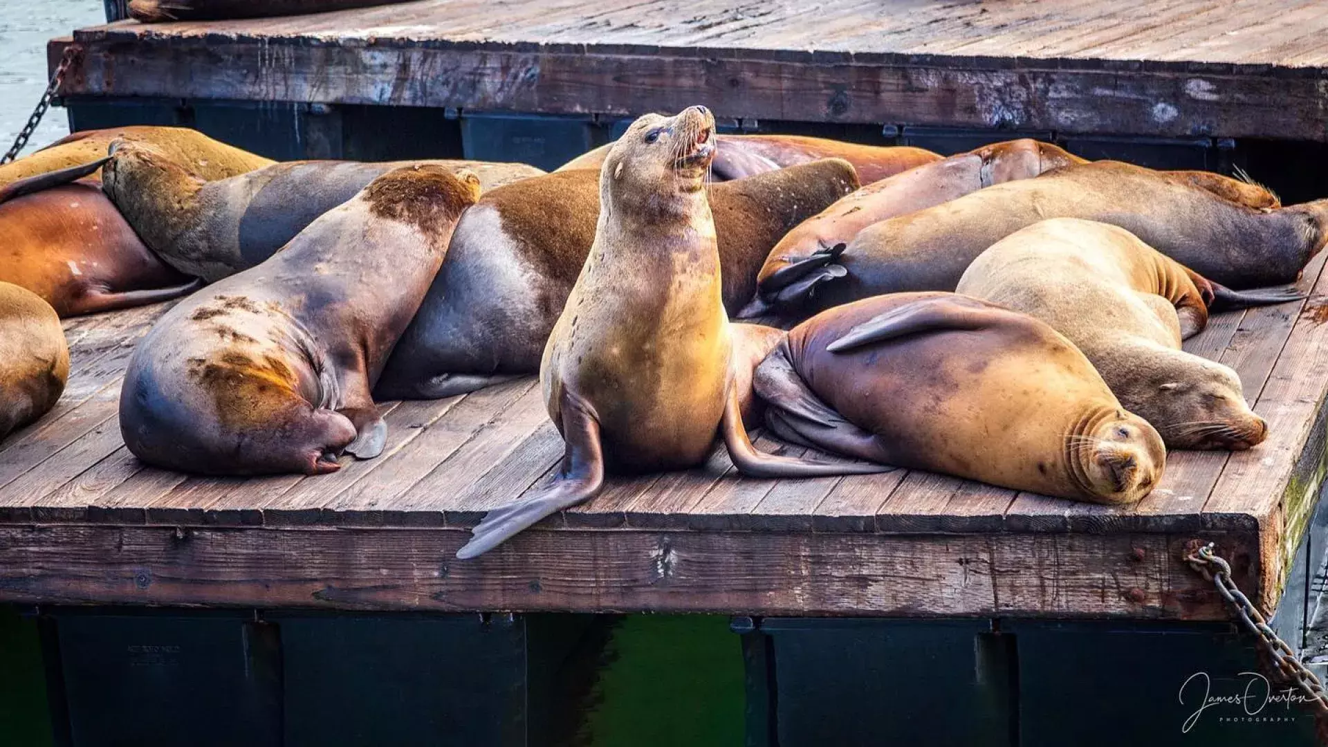 Leões marinhos descansam no K Dock do PIER 39