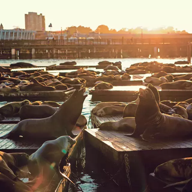 Leões marinhos descansam no cais K do PIER 39 ao Sunset