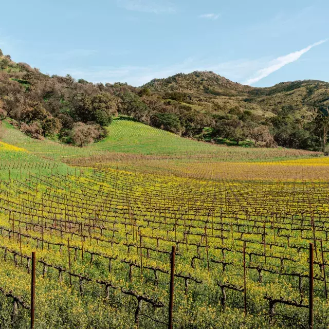 Napa Valley Vineyards